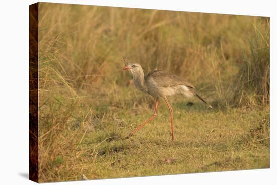 Red-Legged Seriema-Joe McDonald-Stretched Canvas