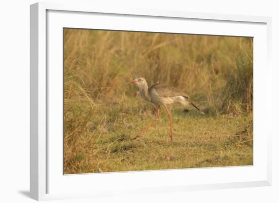 Red-Legged Seriema-Joe McDonald-Framed Photographic Print