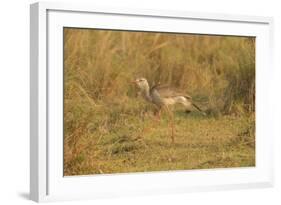 Red-Legged Seriema-Joe McDonald-Framed Photographic Print