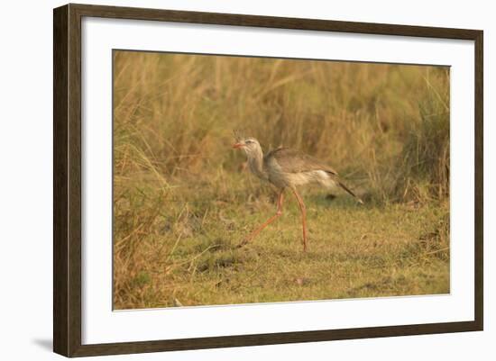 Red-Legged Seriema-Joe McDonald-Framed Photographic Print