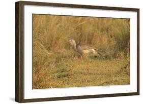 Red-Legged Seriema-Joe McDonald-Framed Photographic Print