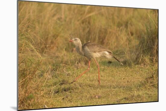 Red-Legged Seriema-Joe McDonald-Mounted Photographic Print