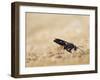 Red legged spider wasp digging nesting tunnel in sand, UK-Andy Sands-Framed Photographic Print