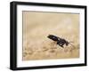 Red legged spider wasp digging nesting tunnel in sand, UK-Andy Sands-Framed Photographic Print