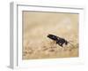 Red legged spider wasp digging nesting tunnel in sand, UK-Andy Sands-Framed Photographic Print