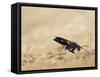 Red legged spider wasp digging nesting tunnel in sand, UK-Andy Sands-Framed Stretched Canvas