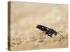 Red legged spider wasp digging nesting tunnel in sand, UK-Andy Sands-Stretched Canvas