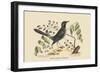 Red Legged Thrush-Mark Catesby-Framed Art Print