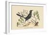 Red Legged Thrush-Mark Catesby-Framed Art Print