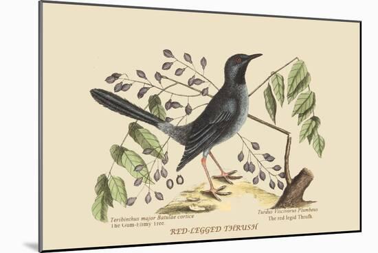 Red Legged Thrush-Mark Catesby-Mounted Art Print