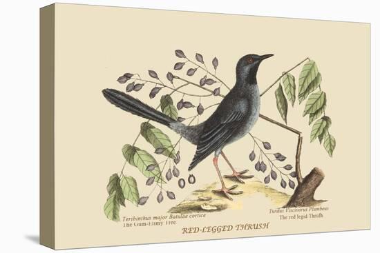 Red Legged Thrush-Mark Catesby-Stretched Canvas