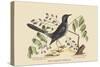 Red Legged Thrush-Mark Catesby-Stretched Canvas
