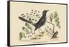 Red Legged Thrush-Mark Catesby-Framed Stretched Canvas