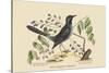 Red Legged Thrush-Mark Catesby-Stretched Canvas