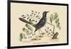 Red Legged Thrush-Mark Catesby-Framed Art Print