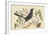 Red Legged Thrush-Mark Catesby-Framed Art Print