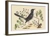 Red Legged Thrush-Mark Catesby-Framed Art Print