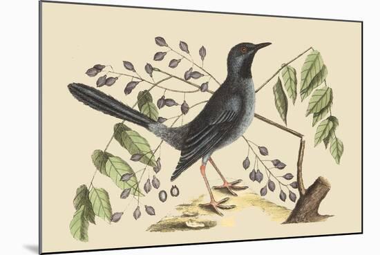 Red Legged Thrush-Mark Catesby-Mounted Art Print