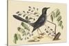 Red Legged Thrush-Mark Catesby-Stretched Canvas