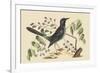 Red Legged Thrush-Mark Catesby-Framed Premium Giclee Print