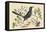 Red Legged Thrush-Mark Catesby-Framed Stretched Canvas