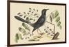 Red Legged Thrush-Mark Catesby-Framed Art Print