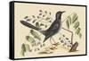 Red Legged Thrush-Mark Catesby-Framed Stretched Canvas