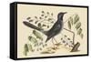 Red Legged Thrush-Mark Catesby-Framed Stretched Canvas