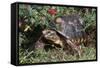 Red-Legged Tortoise-Hal Beral-Framed Stretched Canvas