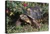 Red-Legged Tortoise-Hal Beral-Stretched Canvas