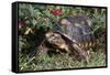 Red-Legged Tortoise-Hal Beral-Framed Stretched Canvas