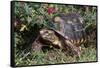 Red-Legged Tortoise-Hal Beral-Framed Stretched Canvas