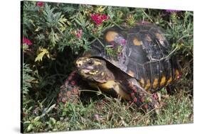 Red-Legged Tortoise-Hal Beral-Stretched Canvas