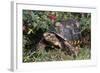 Red-Legged Tortoise-Hal Beral-Framed Photographic Print