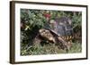 Red-Legged Tortoise-Hal Beral-Framed Photographic Print