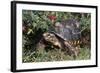 Red-Legged Tortoise-Hal Beral-Framed Photographic Print