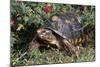 Red-Legged Tortoise-Hal Beral-Mounted Photographic Print