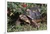 Red-Legged Tortoise-Hal Beral-Framed Photographic Print