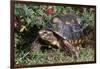 Red-Legged Tortoise-Hal Beral-Framed Photographic Print