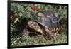 Red-Legged Tortoise-Hal Beral-Framed Photographic Print