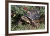 Red-Legged Tortoise-Hal Beral-Framed Photographic Print