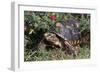 Red-Legged Tortoise-Hal Beral-Framed Photographic Print