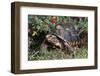 Red-Legged Tortoise-Hal Beral-Framed Photographic Print