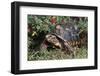 Red-Legged Tortoise-Hal Beral-Framed Photographic Print