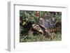 Red-Legged Tortoise-Hal Beral-Framed Photographic Print