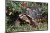 Red-Legged Tortoise-Hal Beral-Mounted Photographic Print