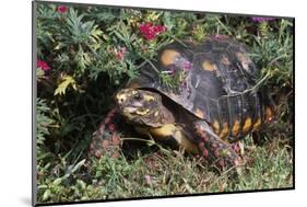 Red-Legged Tortoise-Hal Beral-Mounted Photographic Print