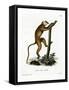 Red Lemur-null-Framed Stretched Canvas