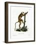 Red Lemur-null-Framed Giclee Print