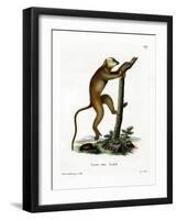 Red Lemur-null-Framed Giclee Print